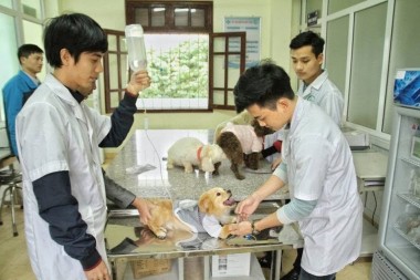 CƠ HỘI HỌC NGÀNH THÚ Y NĂM 2026 – TRƯỜNG CAO ĐẲNG THÚ Y TẠI HÀ NỘI GIẢM 70% HỌC PHÍ CHO SINH VIÊN NHẬP HỌC SỚM