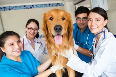 Thông báo Xét tuyển Liên thông Ngành thú y tại Hà Nội