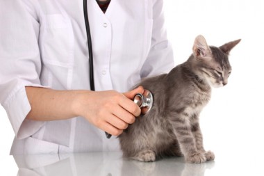 Tuyển sinh Liên thông Ngành thú y tại Hà Nội